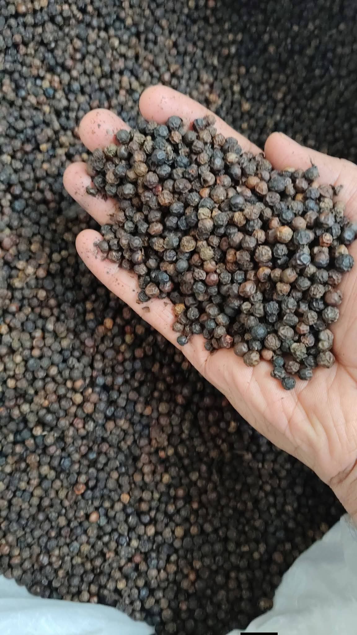 ELA Spices Premium Black Pepper Whole (Kali Mirch) – Bold Aroma, Rich Flavor & Handpicked Whole Peppercorns for Cooking, Seasoning & Spice Blends