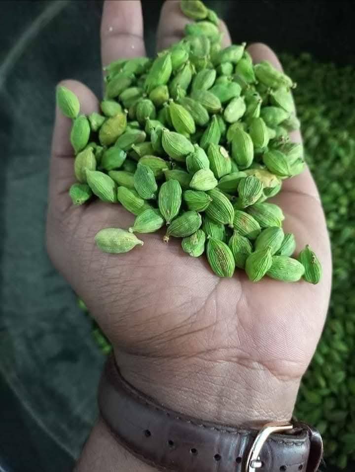 ELA Spices Premium Green Cardamom (Elaichi) Whole Pods – Handpicked, Naturally Aromatic, Fresh & Pure Indian Spice – Rich Flavor for Tea, Coffee, Desserts & Cooking