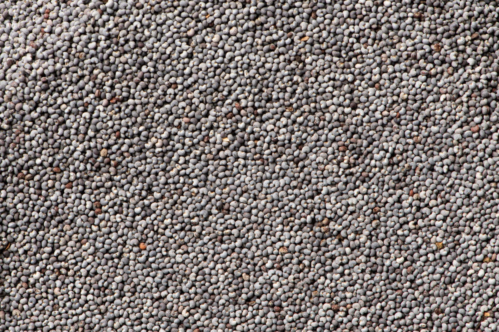ELA Spices Premium Poppy Seeds (Khus Khus) – Natural, Fresh & Pure White Poppy Seeds for Baking, Cooking, Desserts & Traditional Recipes